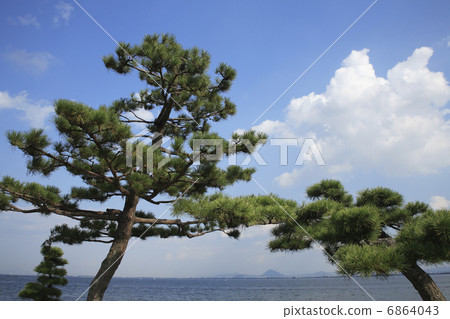 松樹和琵琶湖 6864043