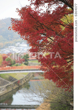 Autumn leaves of the Tatsuta River 6864077