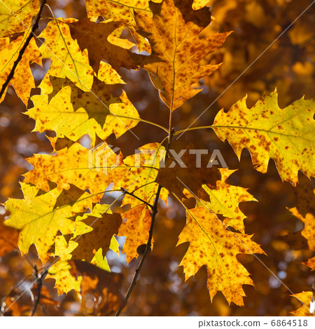 autumn foliage autumn foliage 6864518
