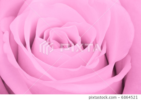 pink rose close up pink rose close up 6864521