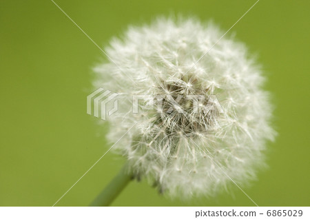 Dandelion's fluff 6865029