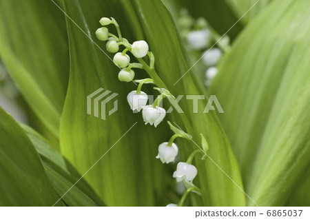 Lily of the valley 6865037