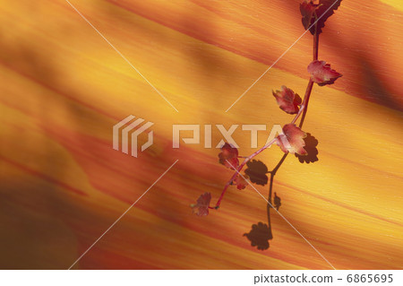 Autumn leaves of ivy Autumn leaves of ivy 6865695