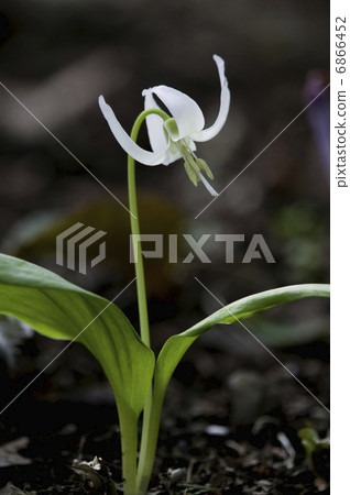 White katakuri flowers White katakuri flowers 6866452
