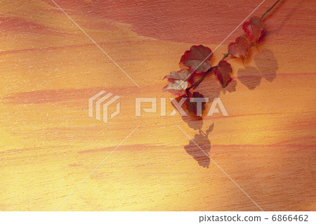 Autumn leaves of ivy Autumn leaves of ivy 6866462