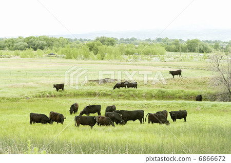 綠色農場和牛 6866672