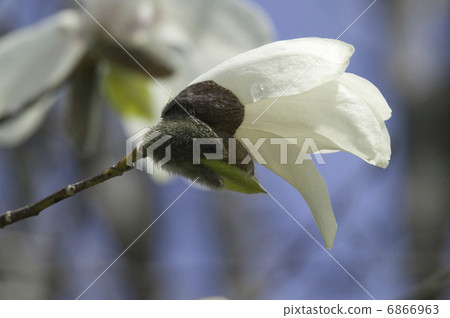 拳頭花 6866963