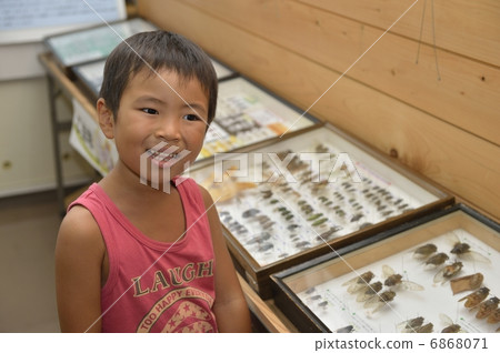 Insect 6868071