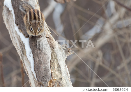 冬季籌碼 6868624