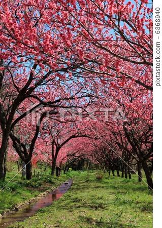 華河古河綜合公園隧道 - 在古河Konosu 華河古河綜合公園隧道 - 在古河Konosu 6868940