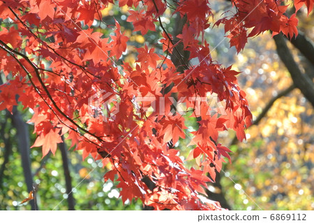 Autumn leaves Autumn leaves 6869112