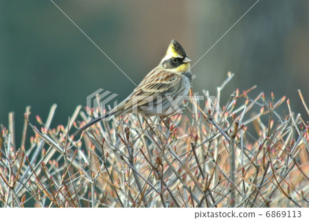 Miyama bunting 6869113