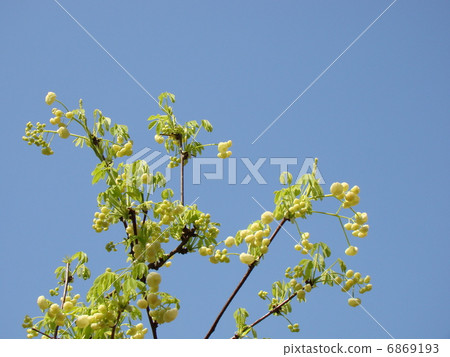 Akebi flower Akebi flower 6869193