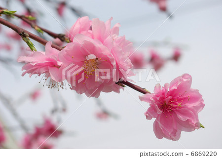 粉紅多刺的桃子 6869220