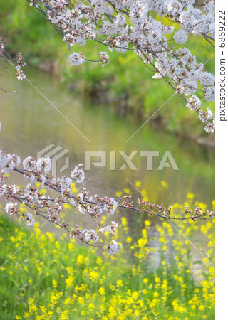 春天的櫻花和油菜花盛開 春天的櫻花和油菜花盛開 6869222