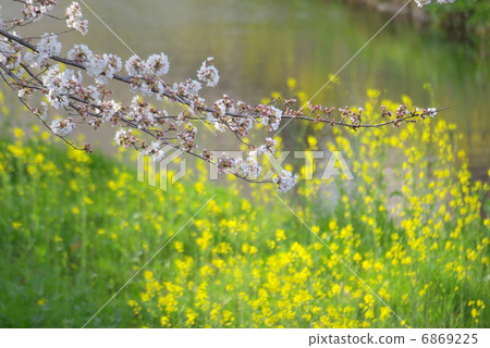 春天的櫻花和油菜花盛開 春天的櫻花和油菜花盛開 6869225