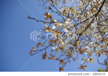 Kobushi flowers where the prosperity has passed Kobushi flowers where the prosperity has passed 6869235