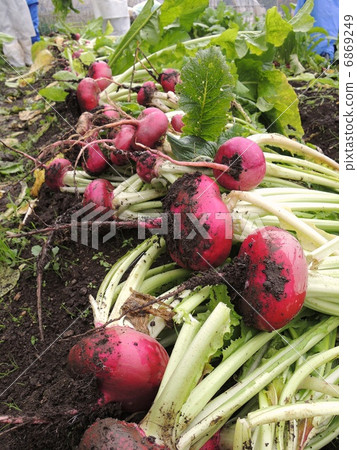 Harvest of red birds 6869249