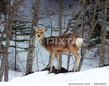 Ezo deer in winter 6 Ezo deer in winter 6 6869660