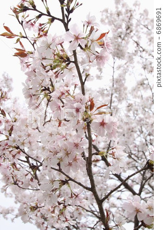 Sunpu櫻桃樹 6869691