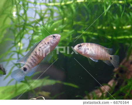 Basis·Bazis 6870164