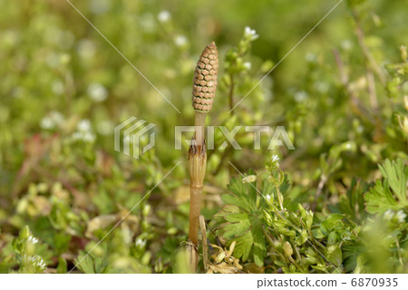 Tsukushi和Hakobe 6870935