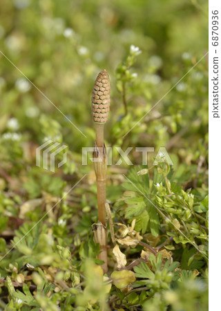 Tsukushi和Hakobe 6870936