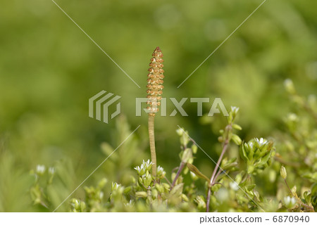 Tsukushi和Hakobe 6870940