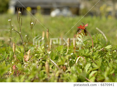 Tsukushi和Hakobe 6870941