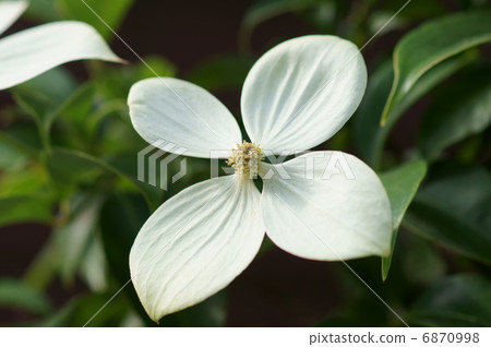 亞米的白苞葉和真花 6870998