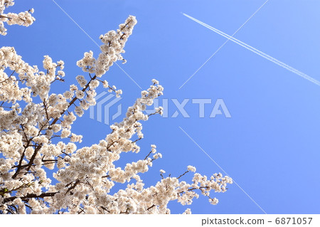 Branded cherry blossoms and airplane clouds Branded cherry blossoms and airplane clouds 6871057