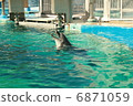Aquarium dolphin 6871059