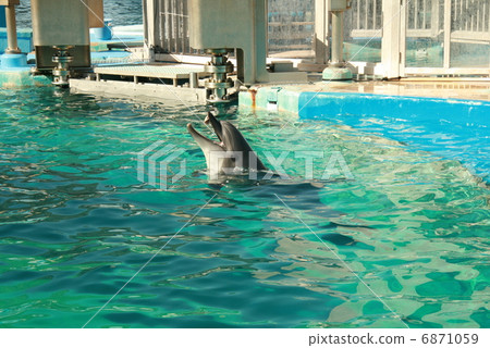 Aquarium dolphin Aquarium dolphin 6871059