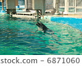 Aquarium dolphin 6871060