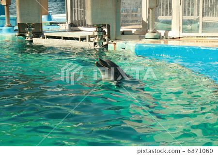 Aquarium dolphin Aquarium dolphin 6871060