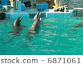 Aquarium dolphin 6871061