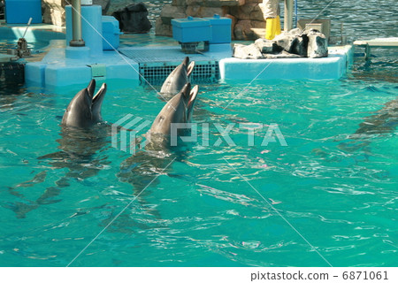 Aquarium dolphin Aquarium dolphin 6871061