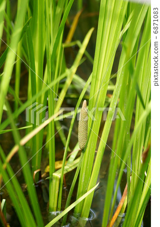 Iris iris irises but not fruit flowers 6871083