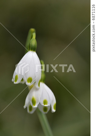 雪花(Suzuran Narcissus) 雪花(Suzuran Narcissus) 6871116