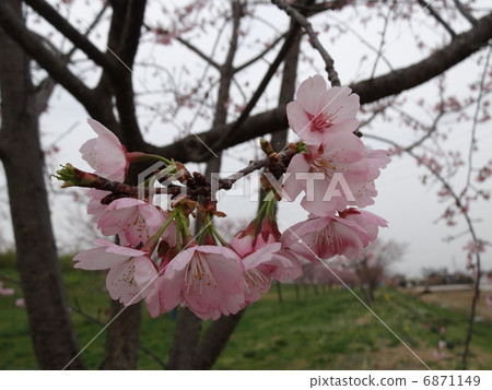 Anzai cold cherry trees cherry tree 1 Anzai cold cherry trees cherry tree 1 6871149