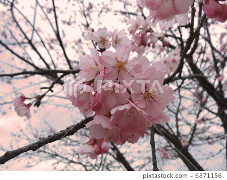 Anzai cold cherry trees cherry tree 3 6871156