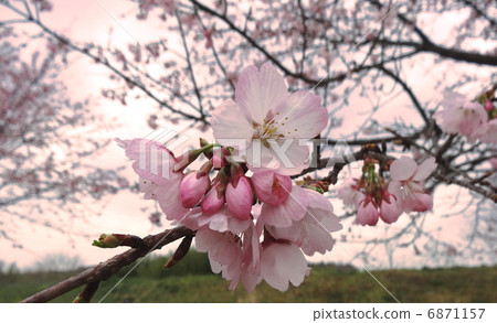 粉紅色安全冷櫻桃樹櫻花 粉紅色安全冷櫻桃樹櫻花 6871157