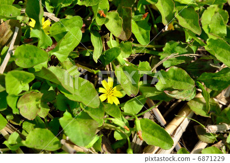 植物·Coonitabirakokoaceae 植物·Coonitabirakokoaceae 6871229