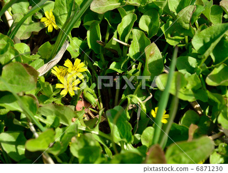 植物·Coonitabirakokoaceae 6871230