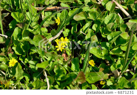 Plant · Coonitabirakokoaceae Plant · Coonitabirakokoaceae 6871231