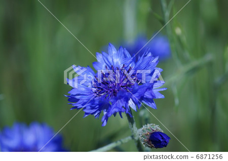 Yagikuri歷史護身符花 6871256