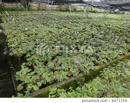 Wasabi shelf Wasabi shelf 6871358