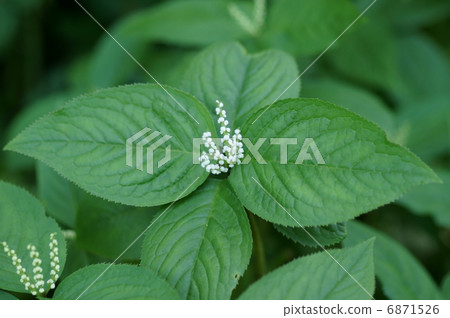 It is quiet for two people (Futari Gizu), but it has become four people. It is quiet for two people (Futari Gizu), but it has become four people. 6871526