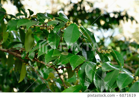 樹·Hisakaki山茶花家庭 6871619