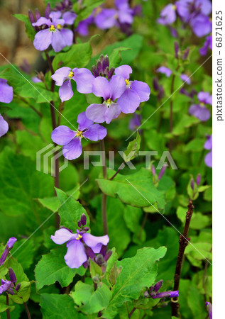 植物·Shokashai Brassicaidae 植物·Shokashai Brassicaidae 6871625